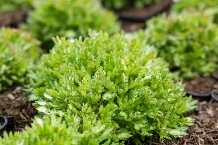 Saxifraga (A) 'Peter Pan' - P9 - image 5