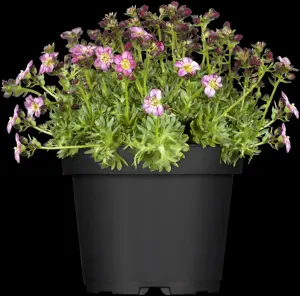 Saxifraga (A) 'Peter Pan' - P7 - image 1