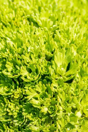 Saxifraga (A) 'Purpurteppich' - 2 Ltr pot - image 3