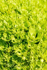 Saxifraga (A) 'Purpurteppich' - P9 - image 3