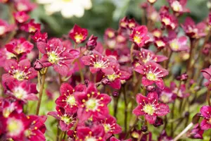 Saxifraga (A) 'Purpurteppich' - 2 Ltr pot - image 1