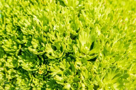 Saxifraga (A) 'Purpurteppich' - P9 - image 2