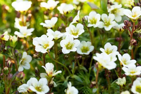 Saxifraga (A) 'Schneeteppich' - P11