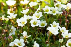 Saxifraga (A) 'Schneeteppich' - P11