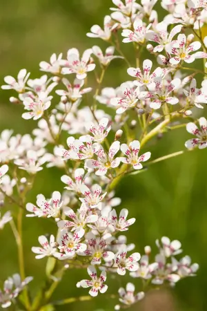 Saxifraga cot. 'Southside Seedling' - P9 - image 3