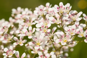 Saxifraga cot. 'Southside Seedling'