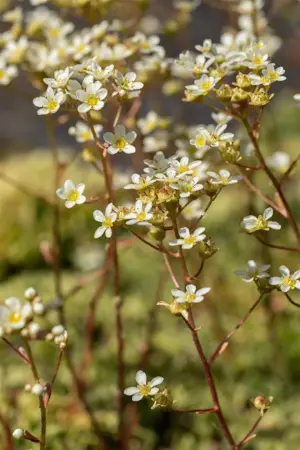 Saxifraga paniculata - P13 - image 3