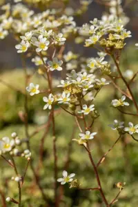 Saxifraga paniculata - P13 - image 3