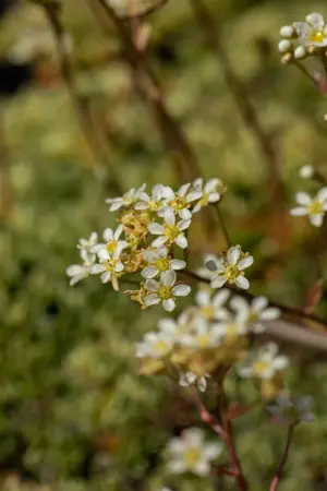 Saxifraga paniculata - P13 - image 4
