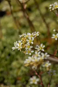 Saxifraga paniculata - P13 - image 4