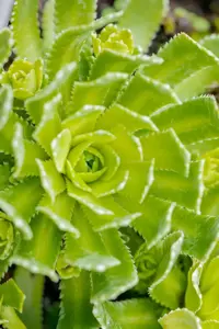 Saxifraga paniculata - P13 - image 5