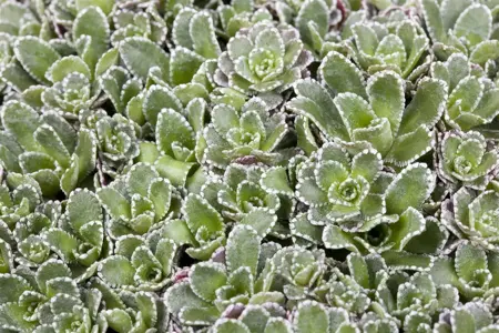 Saxifraga paniculata - P13 - image 2
