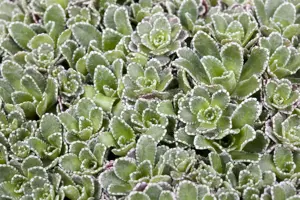 Saxifraga paniculata - P13 - image 2