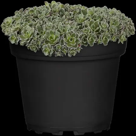 Saxifraga paniculata - P13 - image 1