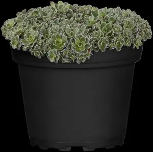 Saxifraga paniculata