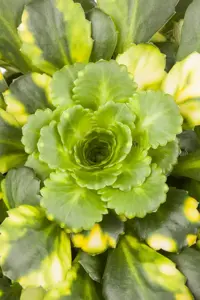 Saxifraga 'Wada'