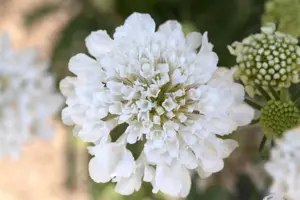 Scabiosa cauc. 'Alba'