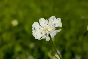 Scabiosa cauc. 'Miss Willmott' - P9 - image 2