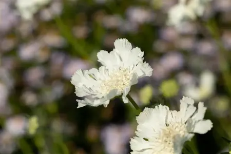 Scabiosa cauc. 'Miss Willmott' - P9 - image 3
