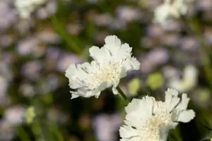 Scabiosa cauc. 'Miss Willmott' - P9 - image 3