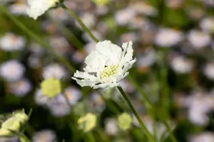 Scabiosa cauc. 'Miss Willmott' - P9 - image 4