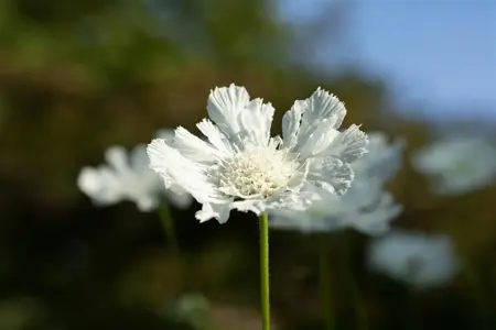 Scabiosa cauc. 'Miss Willmott' - P9 - image 5