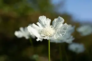 Scabiosa cauc. 'Miss Willmott' - P9 - image 5
