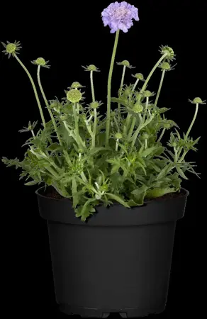 Scabiosa cauc. 'Perfecta' - P9 - image 1