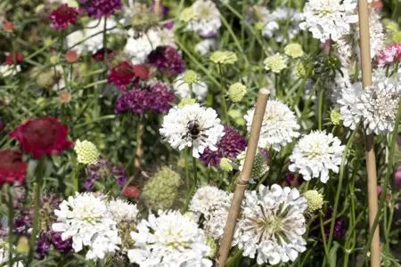 Scabiosa cauc. 'Perfecta Alba' - P9