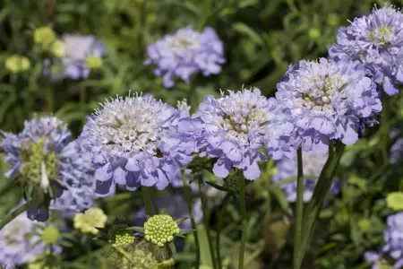 Scabiosa caucasica - P11 - image 2