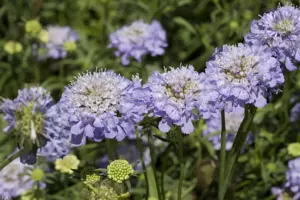 Scabiosa caucasica - P11 - image 2