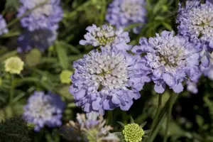 Scabiosa caucasica - P11 - image 3