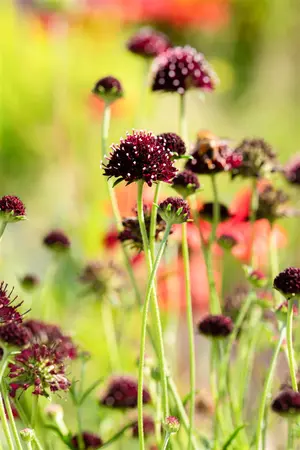 Scabiosa 'Chile Black' - P9 - image 2