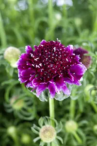 Scabiosa col. 'Barocca' - PLUG/CELGROWN 100 CEL TRAY