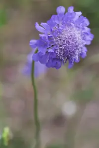 Scabiosa col. 'Butterfly Blue' - 5 Ltr pot - image 1