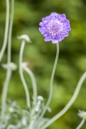 Scabiosa col. 'Butterfly Blue' - PLUG/CELGROWN 100 CEL TRAY - image 4
