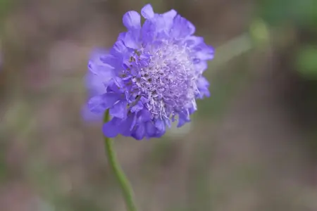 Scabiosa col. 'Butterfly Blue' - 2 Ltr pot - image 2
