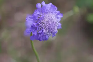 Scabiosa col. 'Butterfly Blue' - PLUG/CELGROWN 100 CEL TRAY - image 2