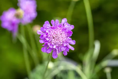 Scabiosa col. 'Butterfly Blue' - PLUG/CELGROWN 100 CEL TRAY - image 5