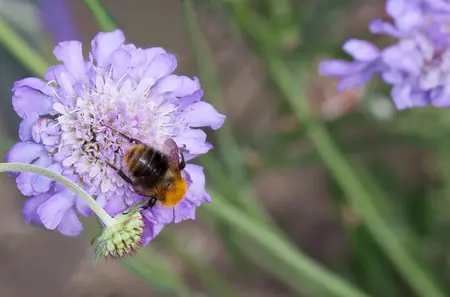 Scabiosa col. 'Butterfly Blue' - PLUG/CELGROWN 100 CEL TRAY - image 3