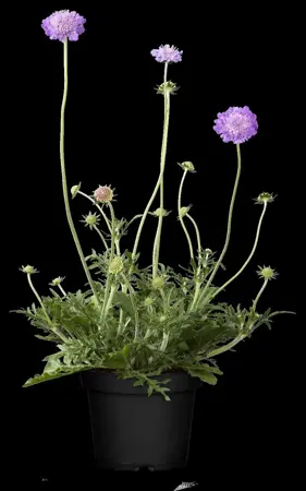 Scabiosa col. 'Butterfly Blue' - 1.5 Ltr pot - image 4