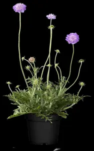 Scabiosa col. 'Butterfly Blue' - 2 Ltr pot - image 4