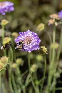 Scabiosa col. 'Mariposa Blue' - 2 Ltr pot - image 3