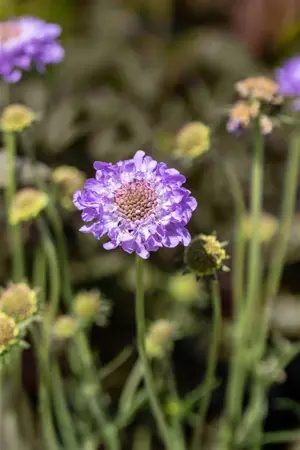 Scabiosa col. 'Mariposa Blue' - 2 Ltr pot - image 4