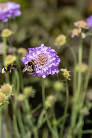 Scabiosa col. 'Mariposa Blue' - 5 Ltr pot - image 3
