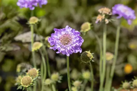 Scabiosa col. 'Mariposa Blue' - 2 Ltr pot - image 2