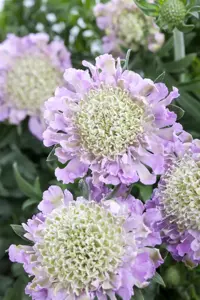 Scabiosa col. 'Pink Mist'