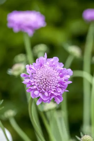 Scabiosa col. 'Pink Mist' - 2 Ltr pot - image 4