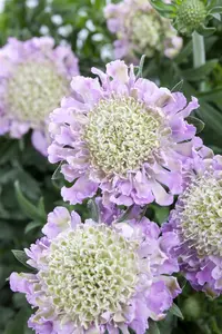 Scabiosa col. 'Pink Mist' - PLUG/CELGROWN 100 CEL TRAY - image 4