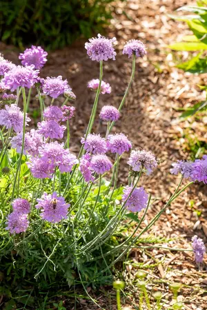 Scabiosa col. 'Pink Mist' - PLUG/CELGROWN 100 CEL TRAY - image 4
